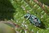 261341 – Photo : Marc Solari – France (68)